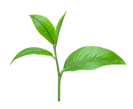 istockphoto 1402519689 612x612 removebg preview